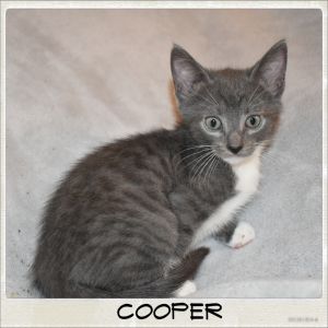Cooper is a handsome gray and white kitten He likes to be petted He is friendl