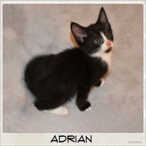 Adrian is the runt of his six kitten litter but he is a very brave boy and is s