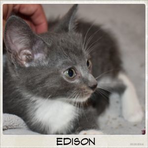 Edison is a handsome gray and white boy He loves to play with his identical bro