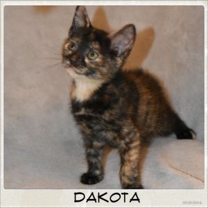 Dakota is a sweet little tortie She likes to be rubbed especially on her head 