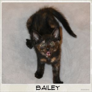Bailey is a beautiful tortie kitten with tons of personality She loves to chase