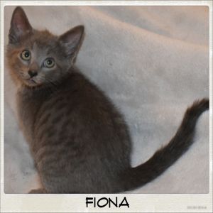 Fiona is solid gray She is very playful and Ive found her on more than one occ