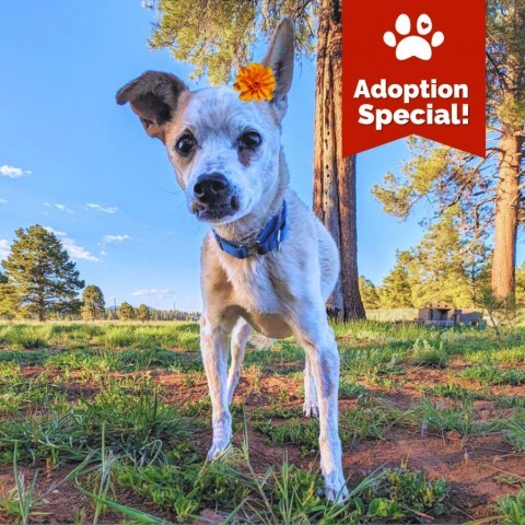 Margot - Sweet small senior who loves dogs and people! $25 ADOPTION SPECIAL!, an adoptable Chihuahua in Flagstaff, AZ, 86004 | Photo Image 1