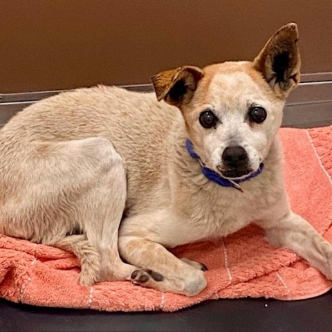 Margot - Sweet small senior who loves dogs and people! $25 ADOPTION SPECIAL!, an adoptable Chihuahua in Flagstaff, AZ, 86004 | Photo Image 2