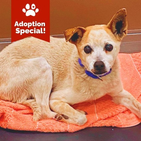 Margot - Sweet small senior who loves dogs and people! $25 ADOPTION SPECIAL!, an adoptable Chihuahua in Flagstaff, AZ, 86004 | Photo Image 4