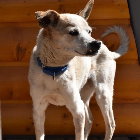 Margot - Sweet small senior who loves dogs and people! $25 ADOPTION SPECIAL!, an adoptable Chihuahua in Flagstaff, AZ, 86004 | Photo Image 5