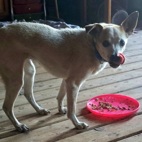 Margot - Sweet small senior who loves dogs and people! $25 ADOPTION SPECIAL!, an adoptable Chihuahua in Flagstaff, AZ, 86004 | Photo Image 6