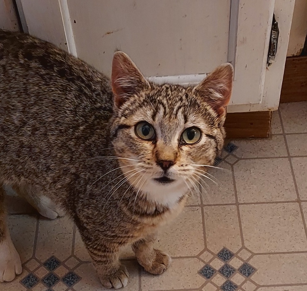 Kiwi, an adoptable Domestic Short Hair, Tabby in Moses Lake, WA, 98837 | Photo Image 2