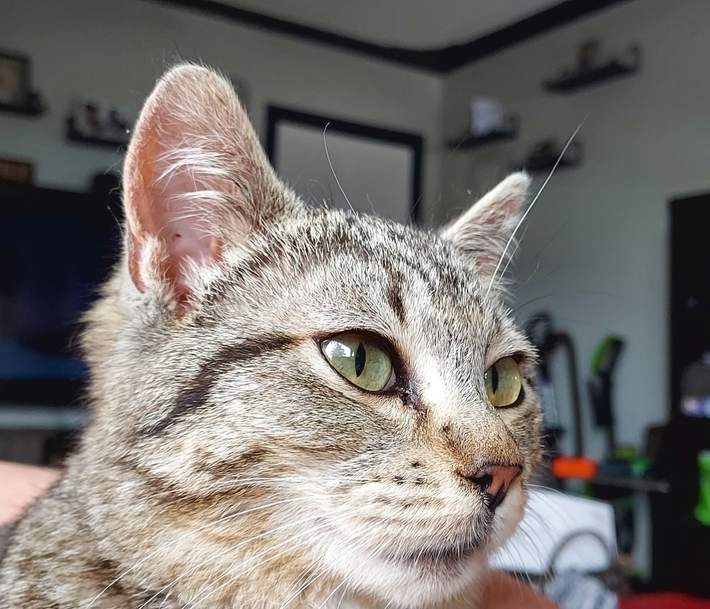 Kiwi, an adoptable Domestic Short Hair, Tabby in Moses Lake, WA, 98837 | Photo Image 3