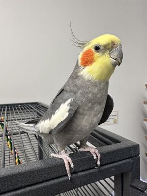 Calling all cockatiel lovers We have a friendly cutie here meet Bozeman Hes 