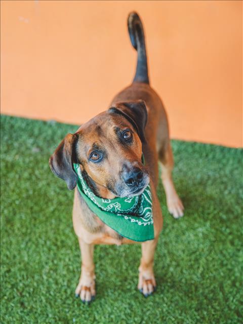 ZIGGY, an adoptable Bloodhound, Mixed Breed in Miami, FL, 33122 | Photo Image 1