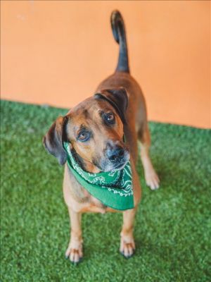 ZIGGY Bloodhound Dog