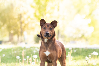 Joni, an adoptable Mountain Cur, Mixed Breed in Harbor Springs, MI, 49740 | Photo Image 1