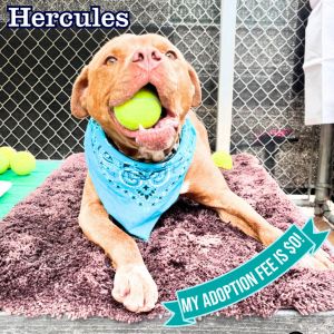 Hercules, Adult Male Mixed Breed