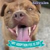 Hercules photo 2