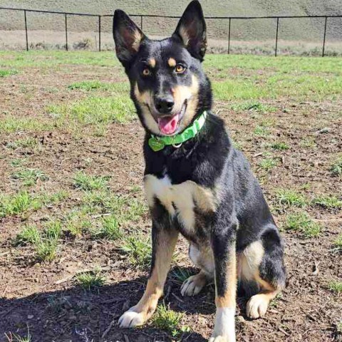 Frodo, an adoptable Mixed Breed in Hailey, ID, 83333 | Photo Image 1