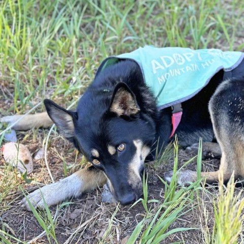 Frodo, an adoptable Mixed Breed in Hailey, ID, 83333 | Photo Image 2