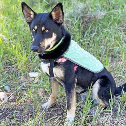 Frodo, an adoptable Mixed Breed in Hailey, ID, 83333 | Photo Image 3