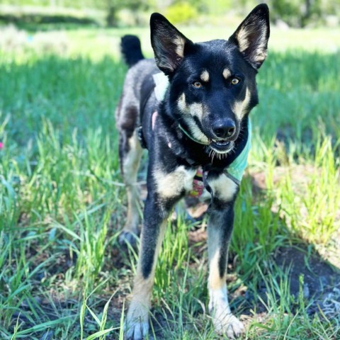 Frodo, an adoptable Mixed Breed in Hailey, ID, 83333 | Photo Image 4