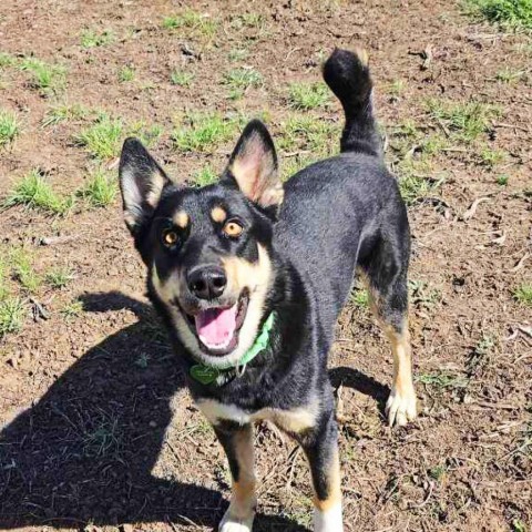 Frodo, an adoptable Mixed Breed in Hailey, ID, 83333 | Photo Image 5