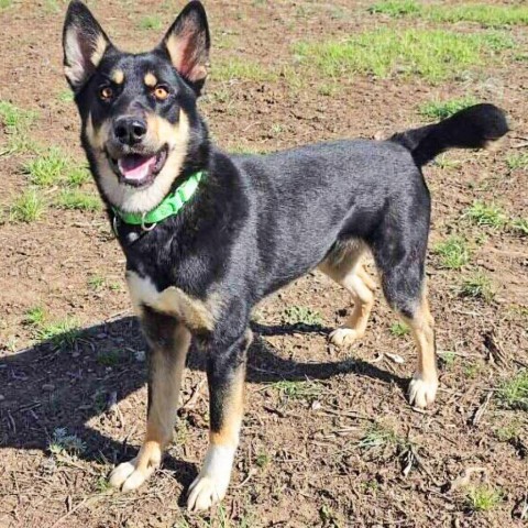 Frodo, an adoptable Mixed Breed in Hailey, ID, 83333 | Photo Image 6