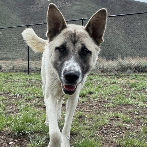Foxy, an adoptable Mixed Breed in Hailey, ID, 83333 | Photo Image 1