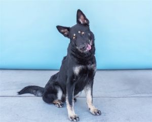 A5610320 Wiley is such a sweet girl and would make a great companion -1-year-2-month spayed femal