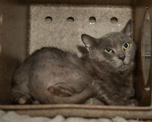 A5619647 Blue is a large handsome male feline who arrived at the Care Center as a stray on April 16
