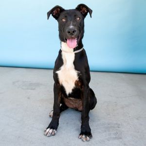 A5619683 Adi has so much potential and shes ready to have a good time She see