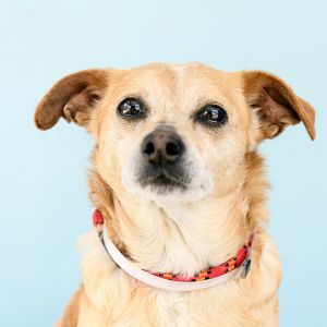 A5619132 Pebble Introducing Pebble a delightful little bundle of cuteness -8-year-old spayed fem