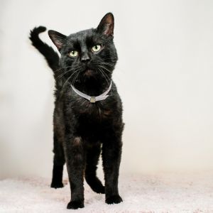 A5619811 Ozzy is a regal male feline who arrived at the Care Center as a stray 