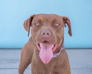 A5615435 Prudence is such a delightful dog -1-year-1-month spayed female -BoxerPitbull mix -Choc