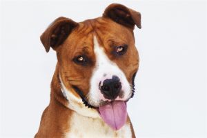 BENNY Pit Bull Terrier Dog