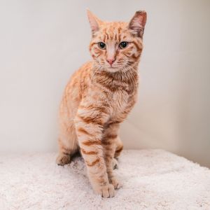 CHEETO Domestic Short Hair Cat