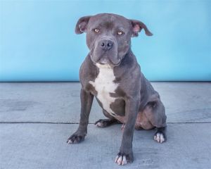 A5609475 Titan has a gorgeous gray coat with stunning eyes and the cutest face