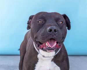A5603172 Vit is a strong big boy and a goofball who will benefit from some training and exercise H