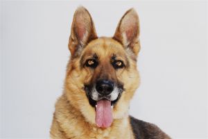 HERCULES German Shepherd Dog Dog