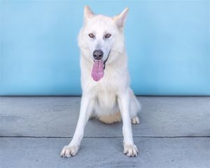 A5612644 Ghost is an outstanding and smart white German Shepherd and Siberian Husky mix who has had