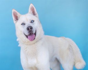 A5610772 Cheerios is a striking dog with a gorgeous white fur coat -1-year-1-month neutered male 
