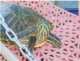 A5613057 Nemo is a 15 year old water turtle who is in need of a permanent home
