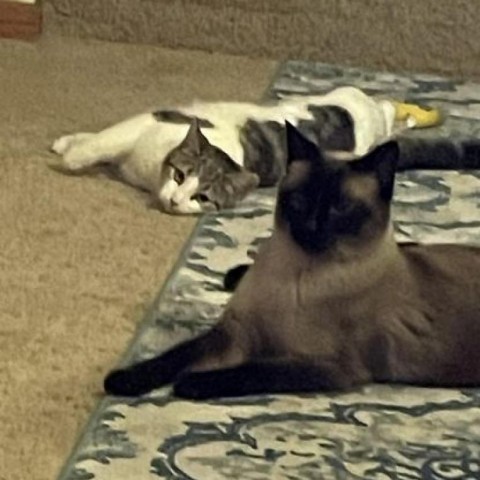 Mousse--In Foster***ADOPTION PENDING***, an adoptable Siamese in Fargo, ND, 58102 | Photo Image 2