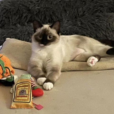 Mousse--In Foster***ADOPTION PENDING***, an adoptable Siamese in Fargo, ND, 58102 | Photo Image 3