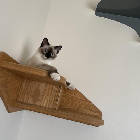 Mousse--In Foster***ADOPTION PENDING***, an adoptable Siamese in Fargo, ND, 58102 | Photo Image 5