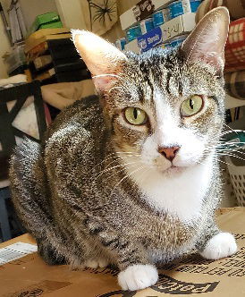 Happy, an adoptable Domestic Short Hair in Glendale, AZ, 85305 | Photo Image 1