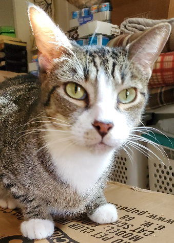 Happy, an adoptable Domestic Short Hair in Glendale, AZ, 85305 | Photo Image 2