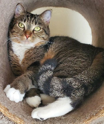 Buffy, an adoptable Domestic Short Hair in Glendale, AZ, 85305 | Photo Image 1