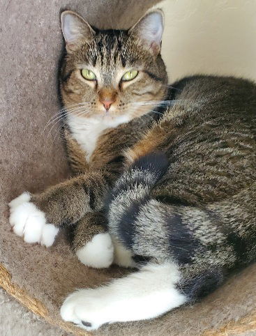 Buffy, an adoptable Domestic Short Hair in Glendale, AZ, 85305 | Photo Image 2
