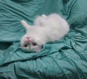 Casper, Adult Male Domestic Long Hair