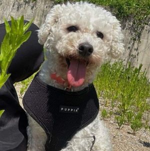 Meet little Nuri Nuri loves spending time with people and is very friendly with other dogs This ti