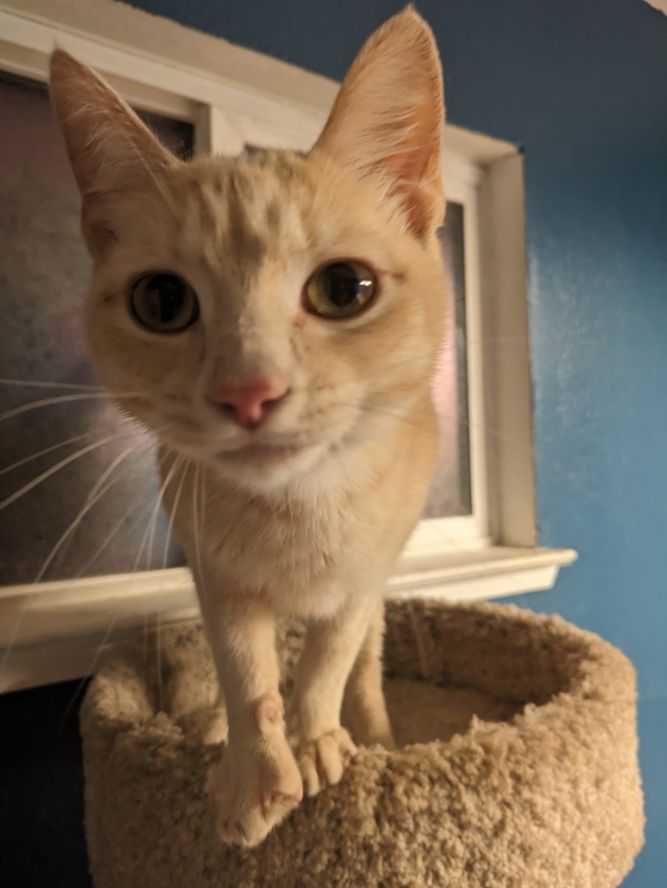 Kona (Owner Assist)